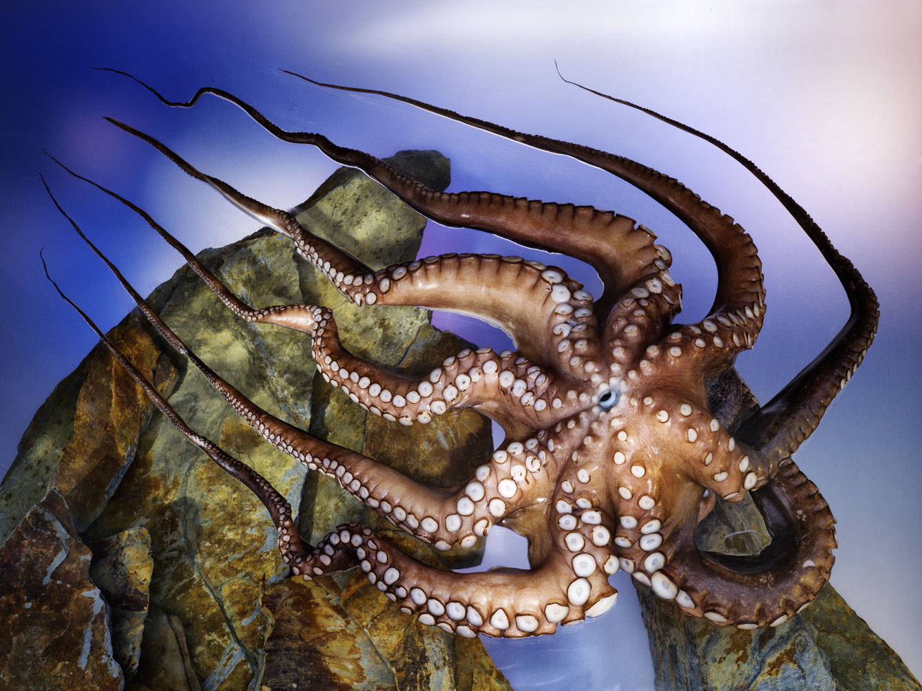 Pulpo 051