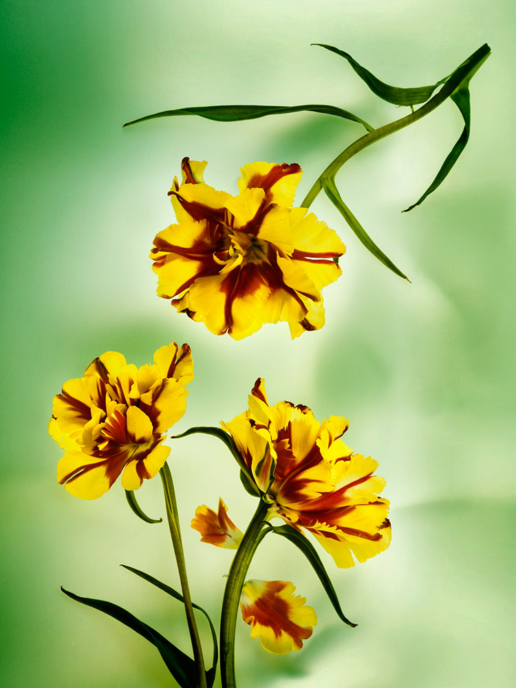 julia-de-la-rosa-flores-color-1