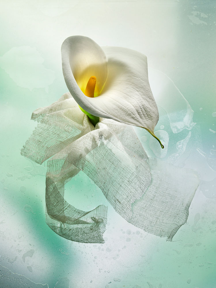 julia-de-la-rosa-flores-color-2