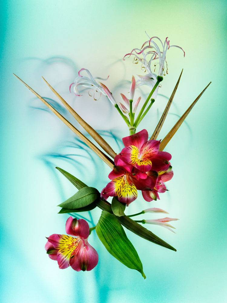 julia-de-la-rosa-flores-color-3