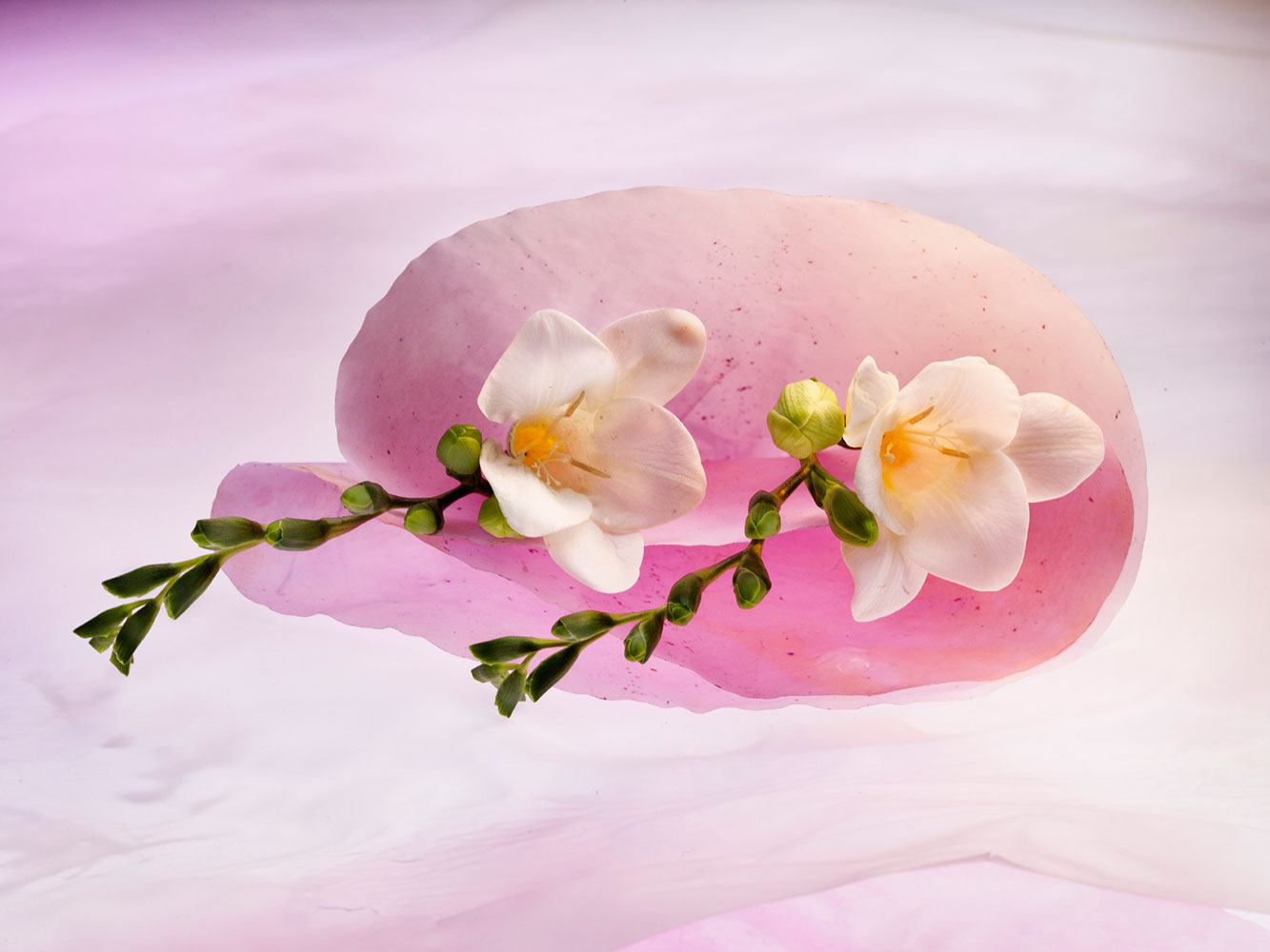 julia-de-la-rosa-flores-color-4