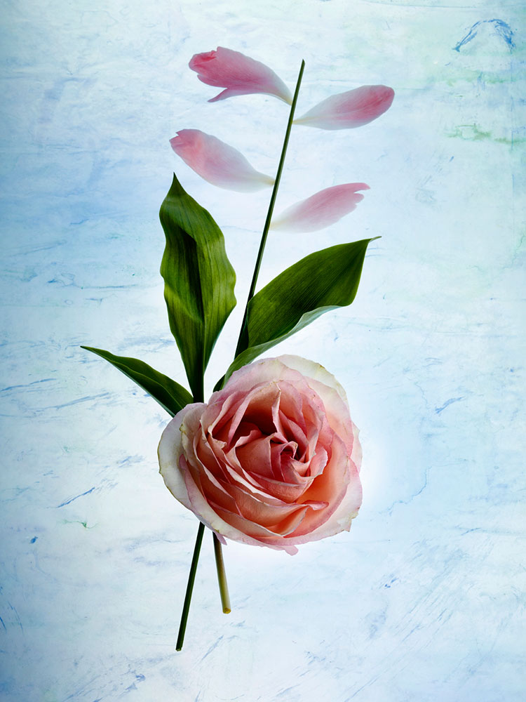 julia-de-la-rosa-flores-color-5