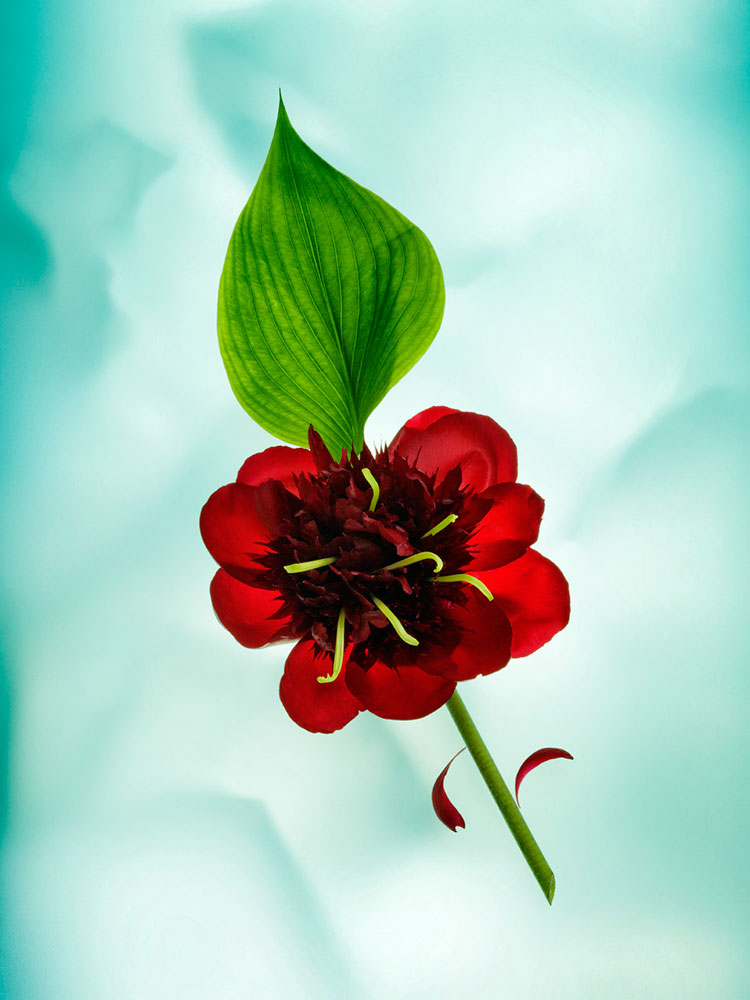 julia-de-la-rosa-flores-color-6
